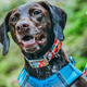 Kurgo’s Muck collars are waterproof and odor free, and built to survive even the roughest hikes and worst weather.